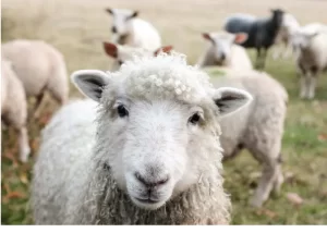 hawa-calls-for-urgent-reform-in-the-global-halal-industry-300x225 Muslim Organization Advocates for Comprehensive Halal Reform Beyond Slaughter Methods