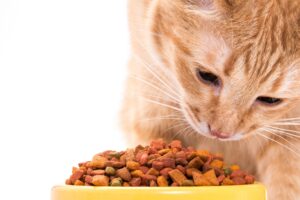40.6-300x200 Halal Pet Food? The Growing Trend You Didn’t See Coming