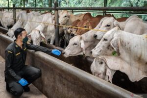 74.3-300x200 Indonesian Halal Authority Lifts Suspension, Reopening U.S. Beef Trade